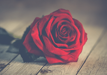 Rose Funeral Flower